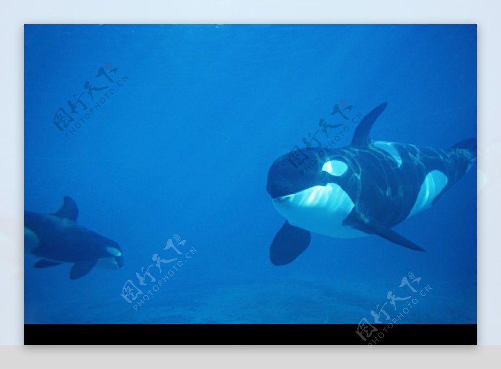 鲸鱼鲨鱼海豚0043