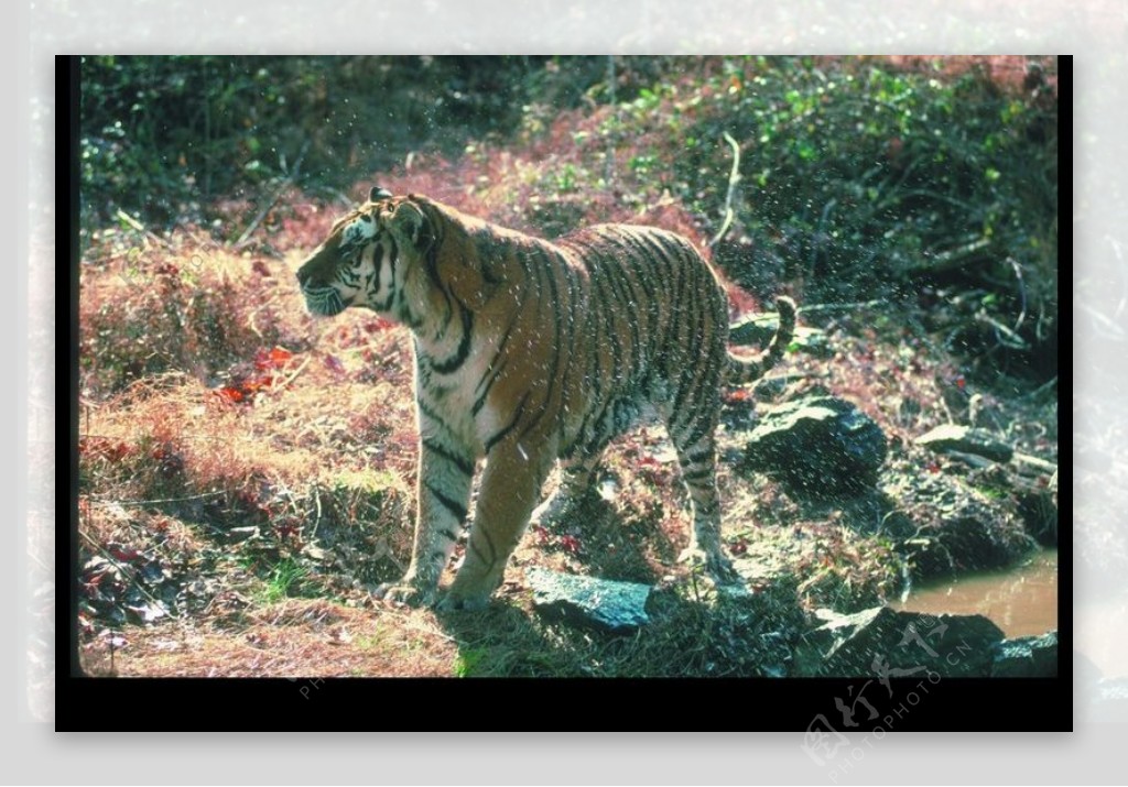 狮虎豹0066