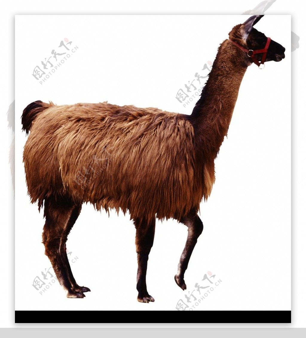 牛羊骆驼0044