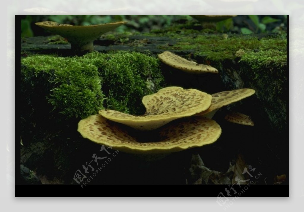 野生蘑菇0036