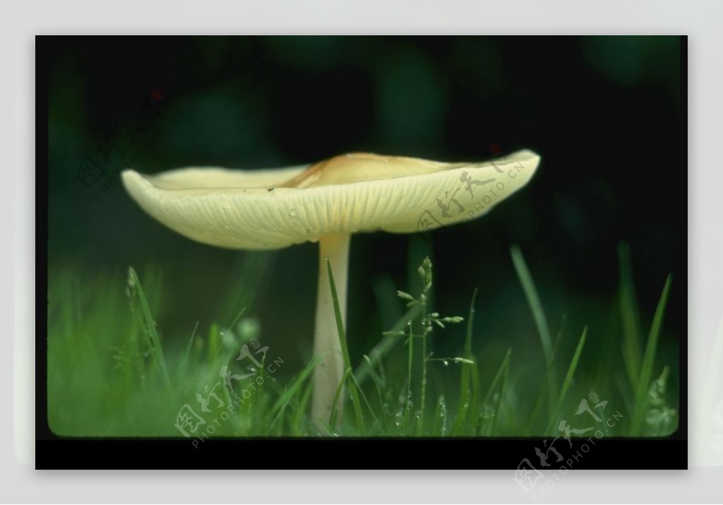 野生蘑菇0070