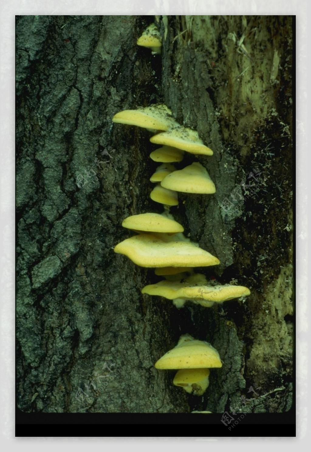 野生蘑菇0077