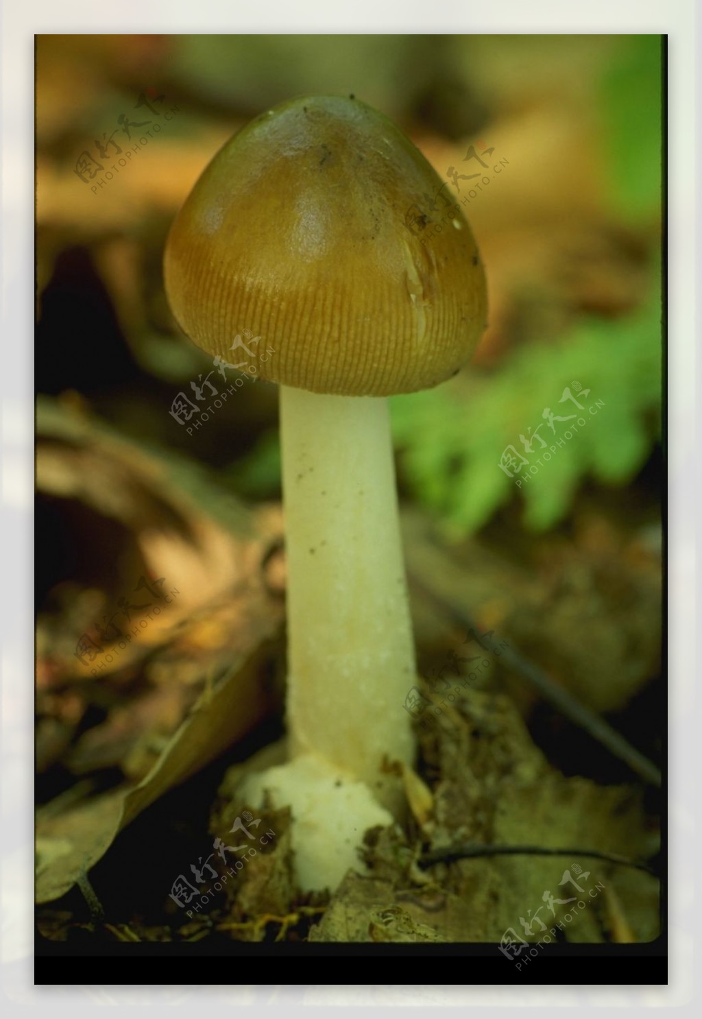 野生蘑菇0088