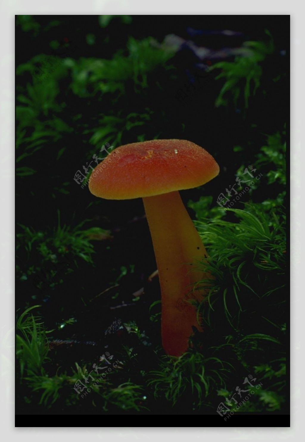 野生蘑菇0091