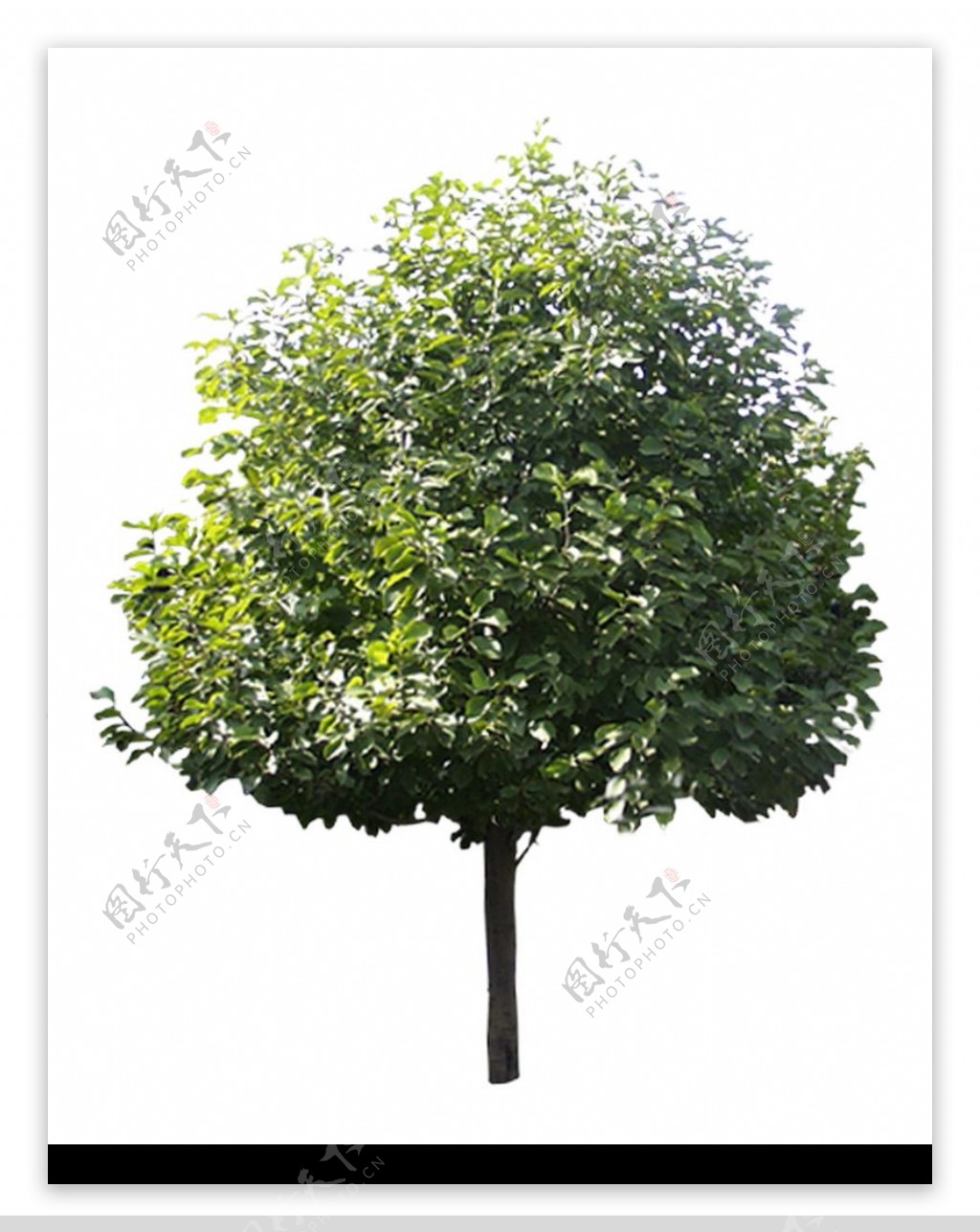四季阔叶树0221