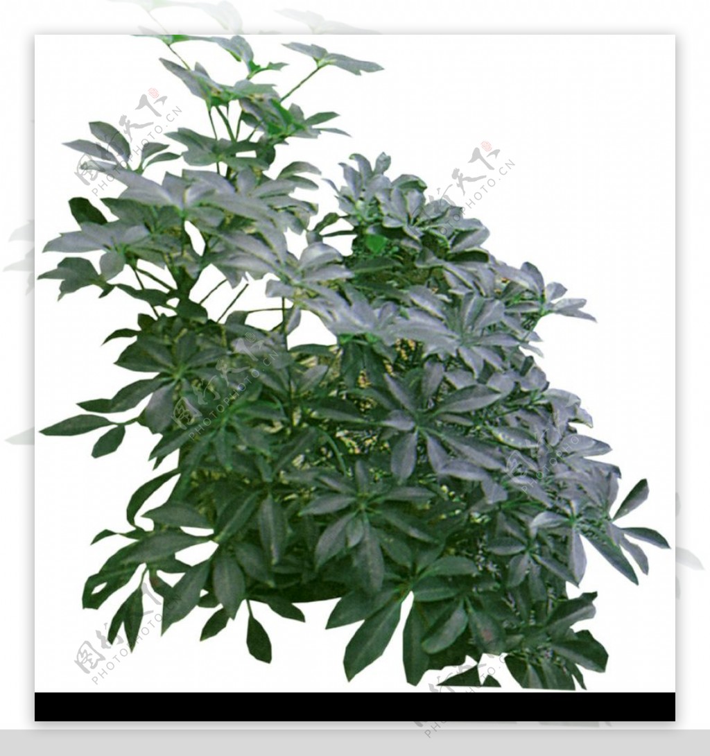 盆栽植物0221