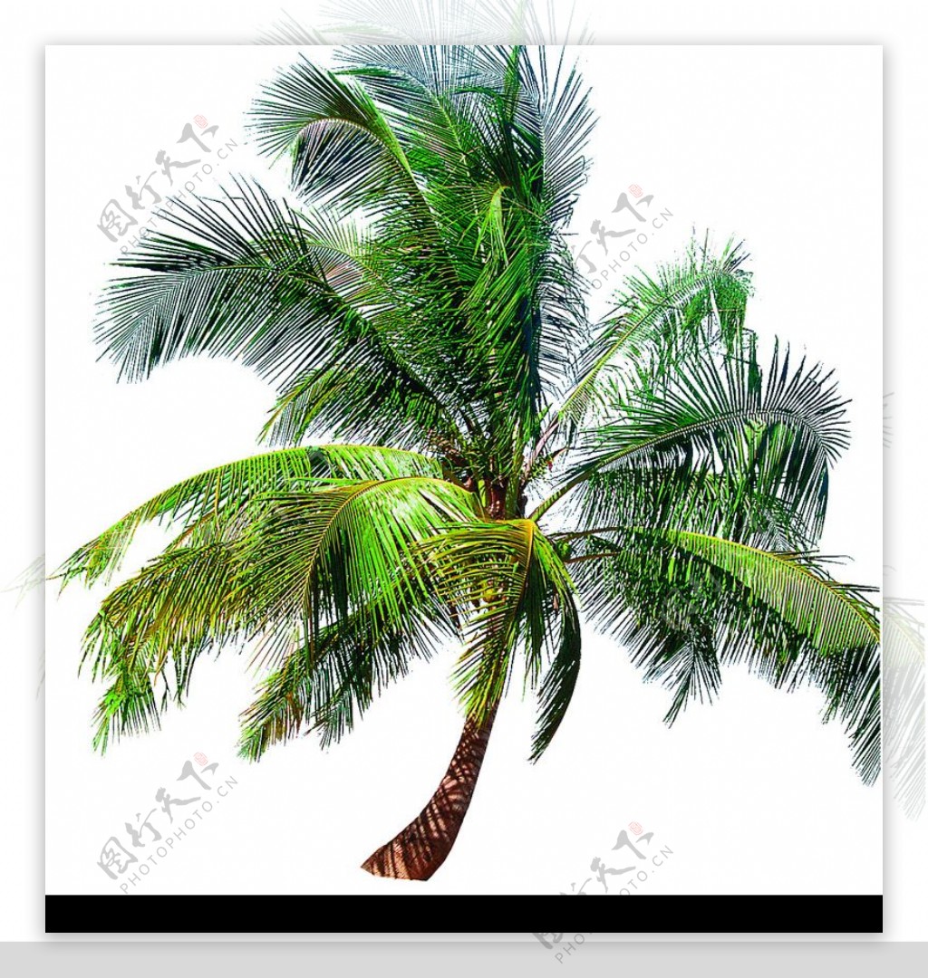 棕榈及椰树0016