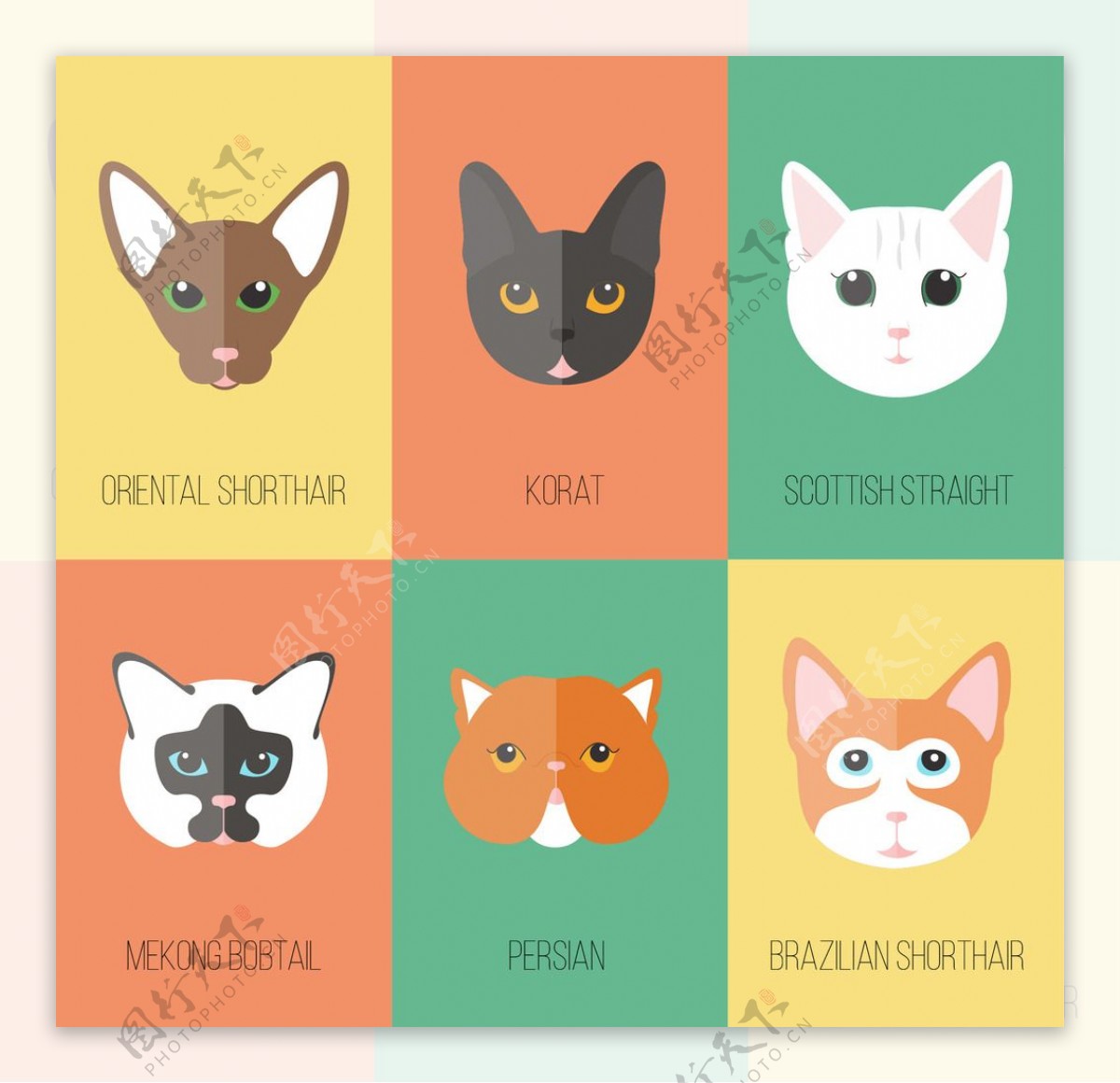 平板猫品种头像采集