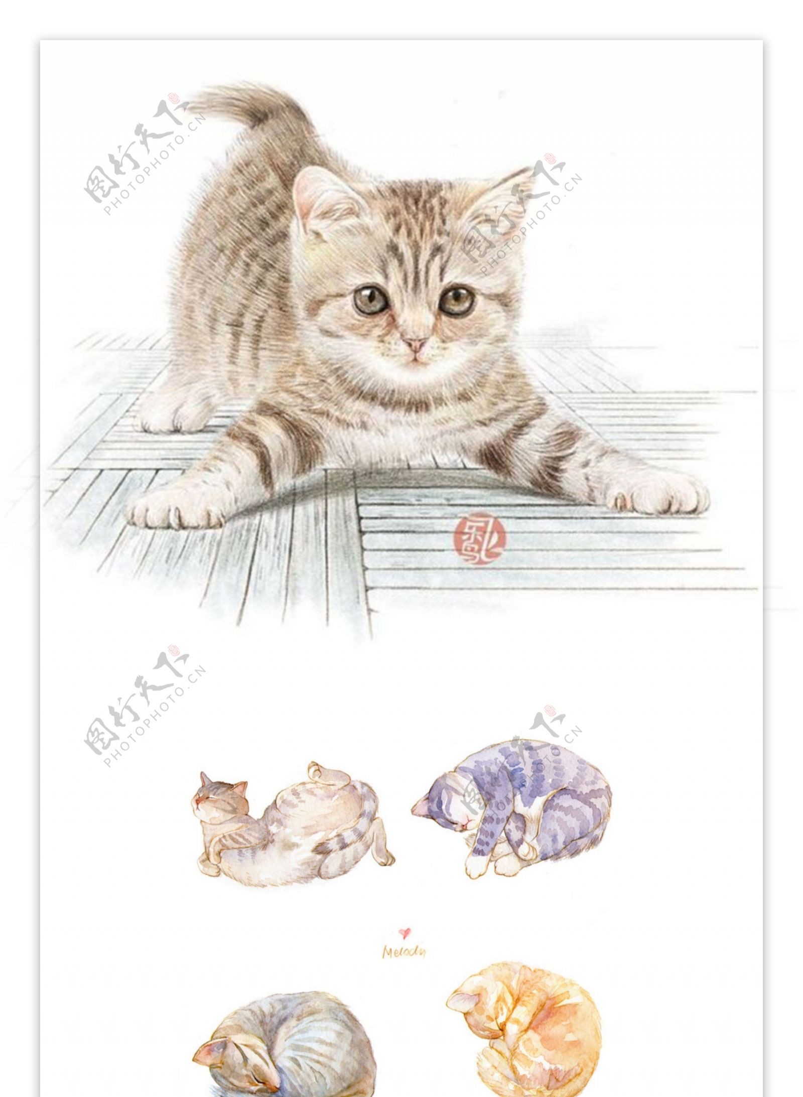 水彩手绘猫