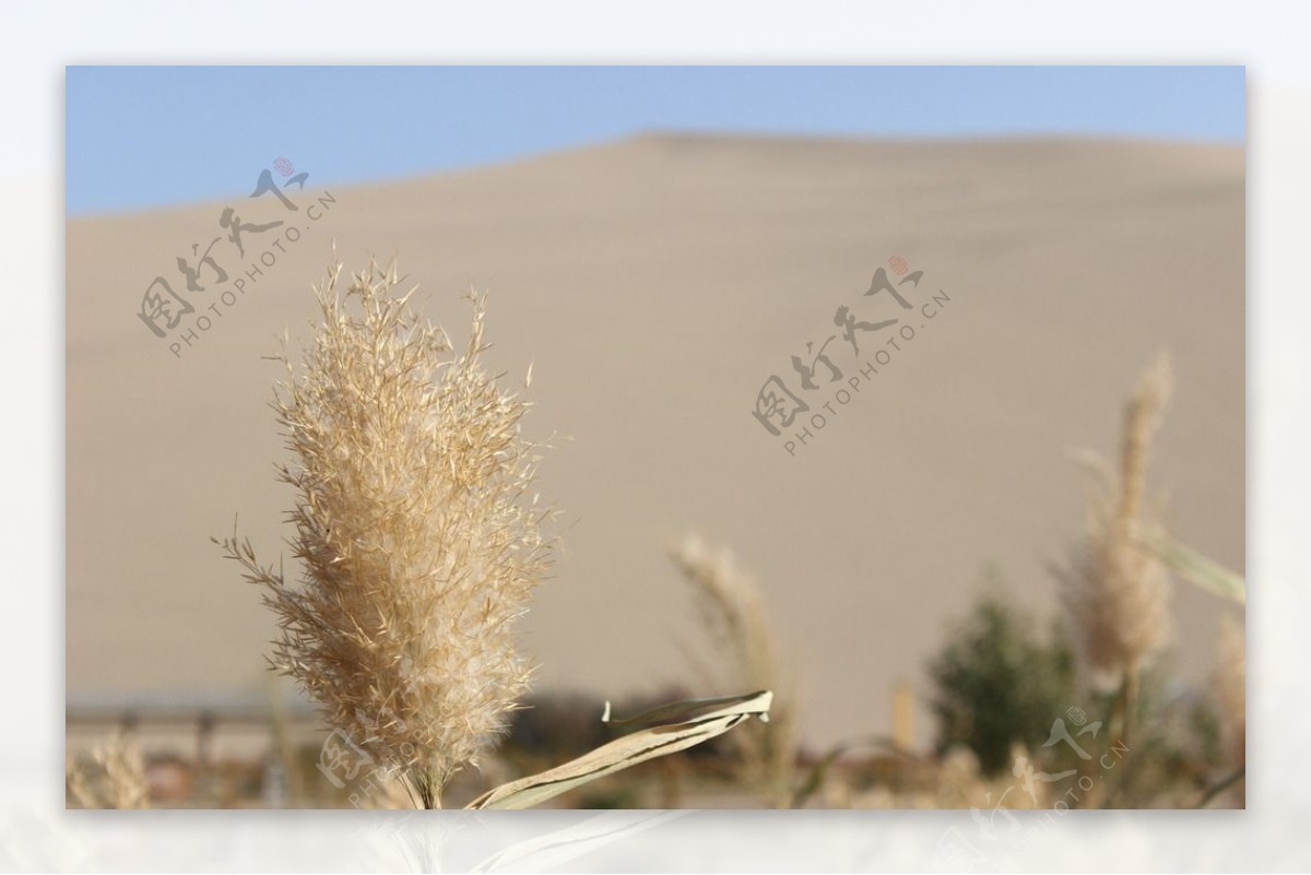 沙漠中的芦苇