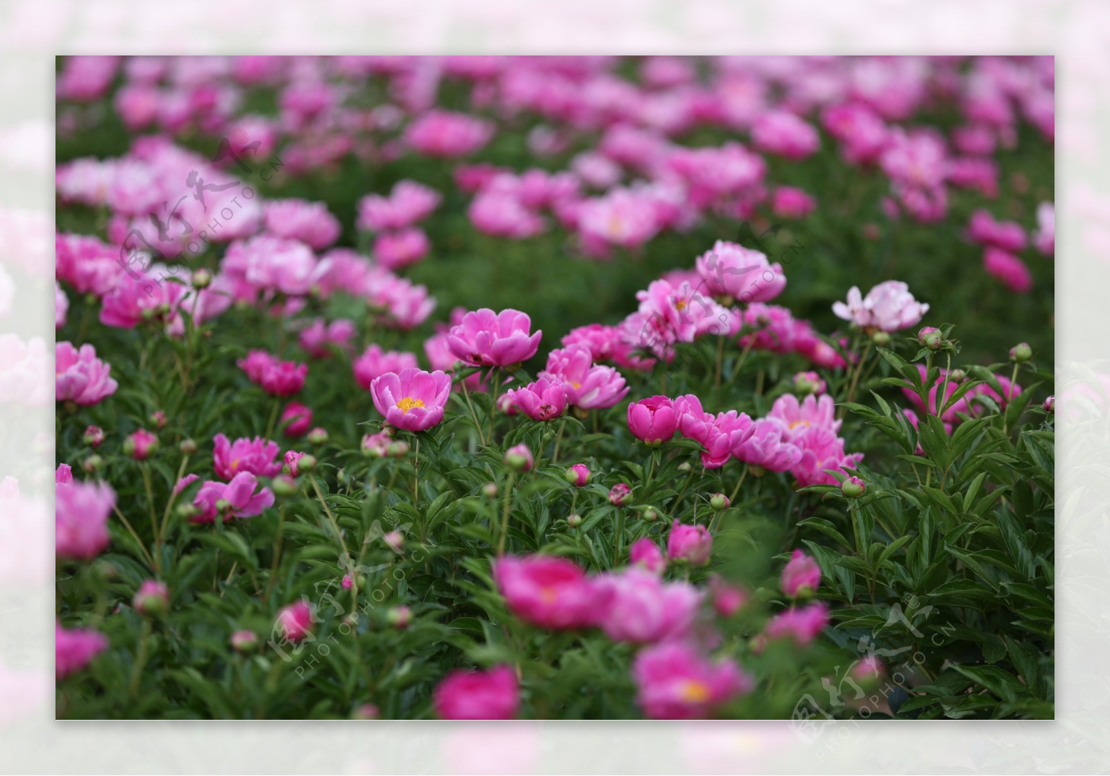 花海绕远山