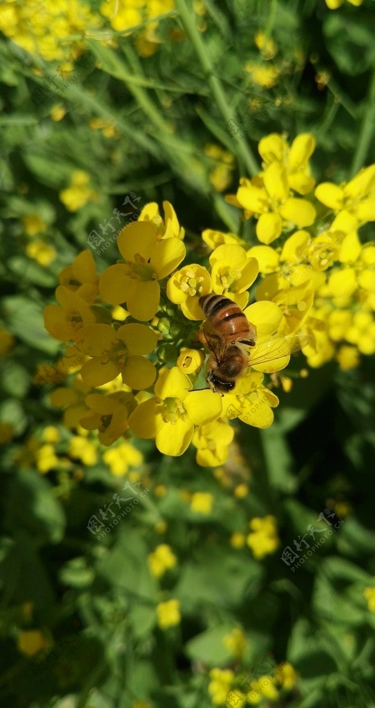 油菜花