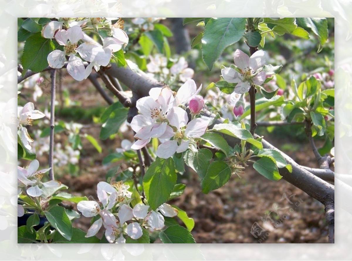苹果树开花照片