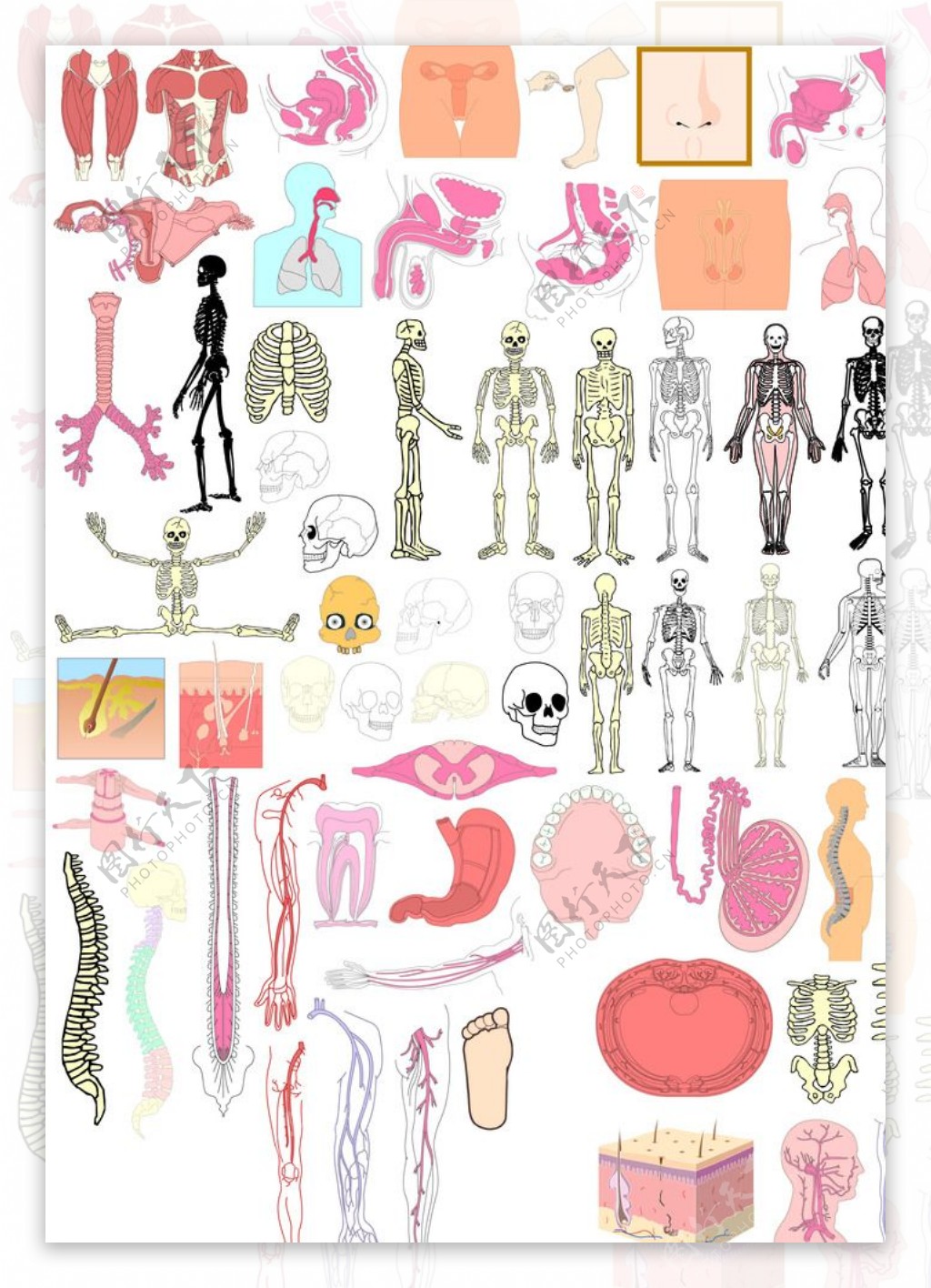 人体结构各部位解剖图素材