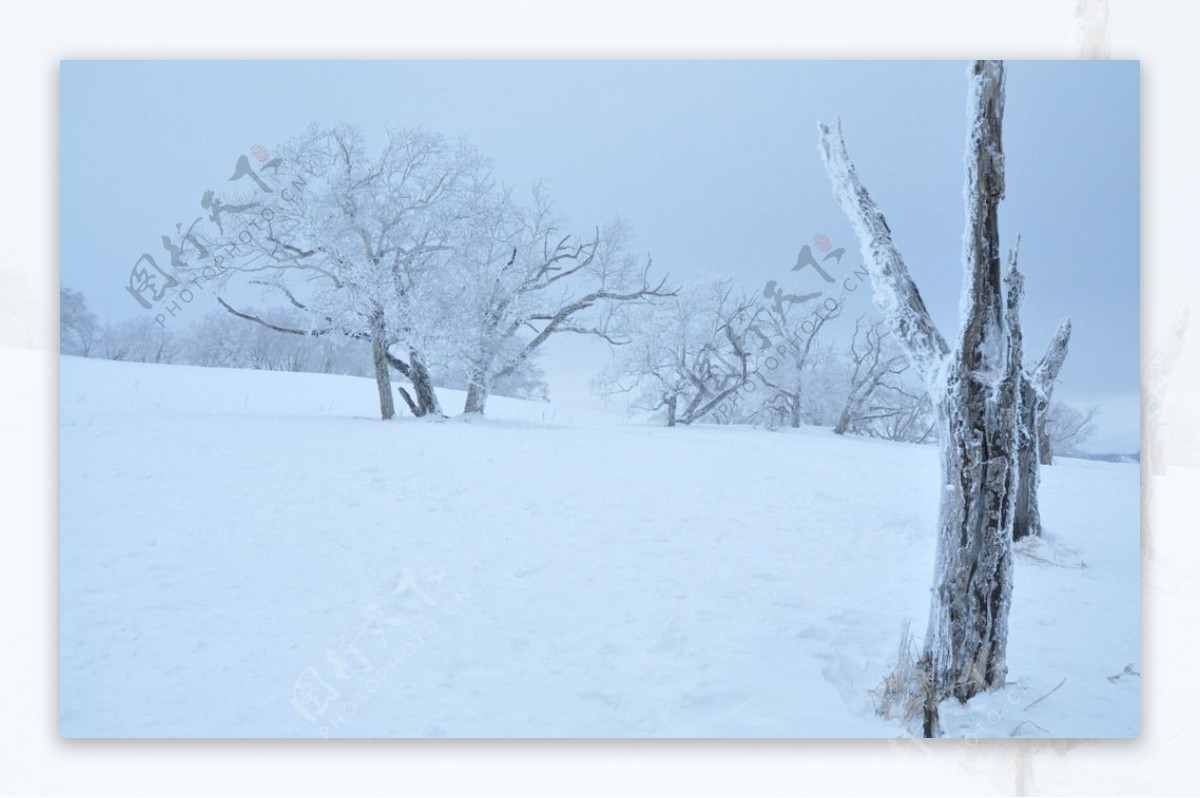 雪景