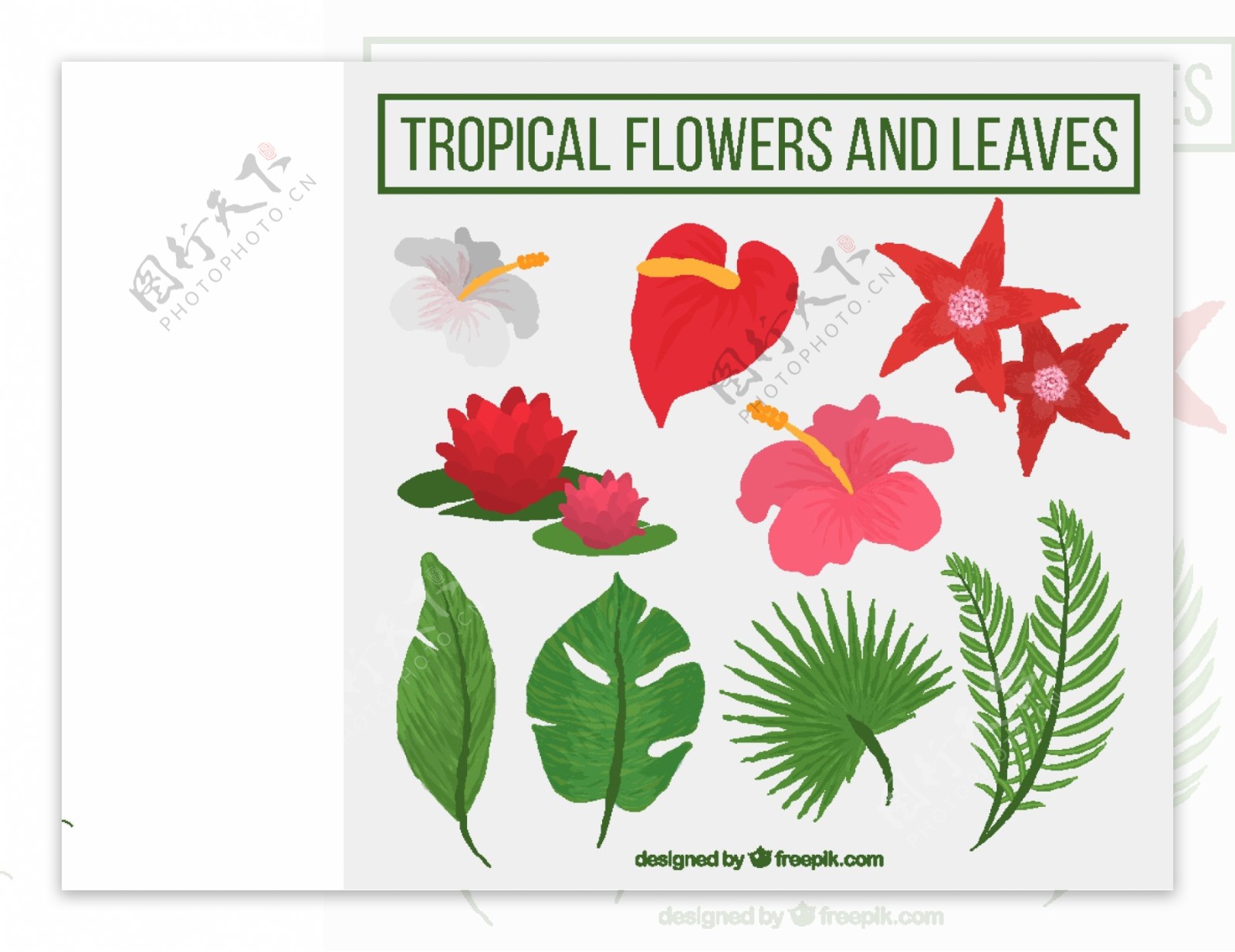 手工绘制热带花卉和植物