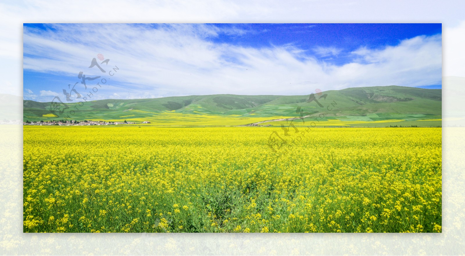 油菜花海