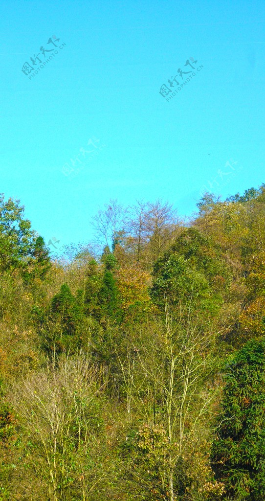 树枝冬景晴朗山林