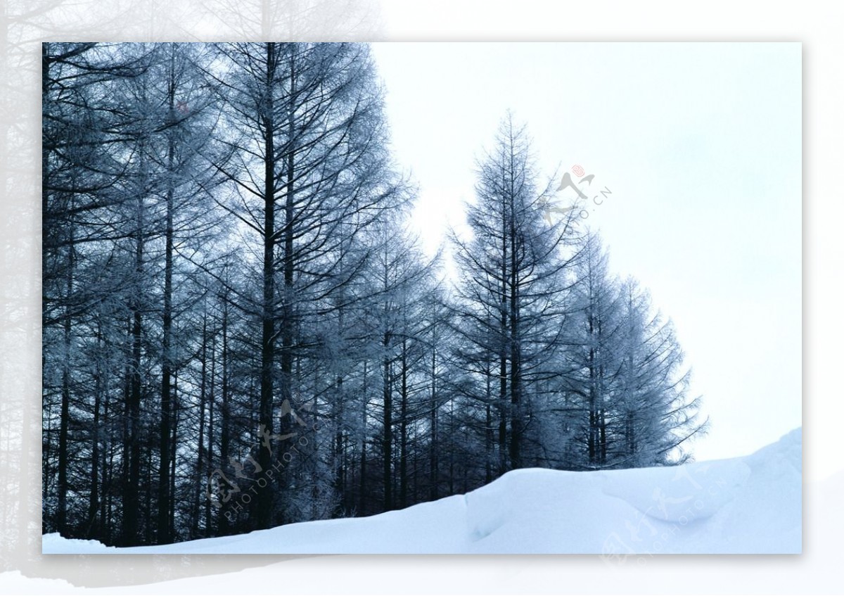 冬天树木