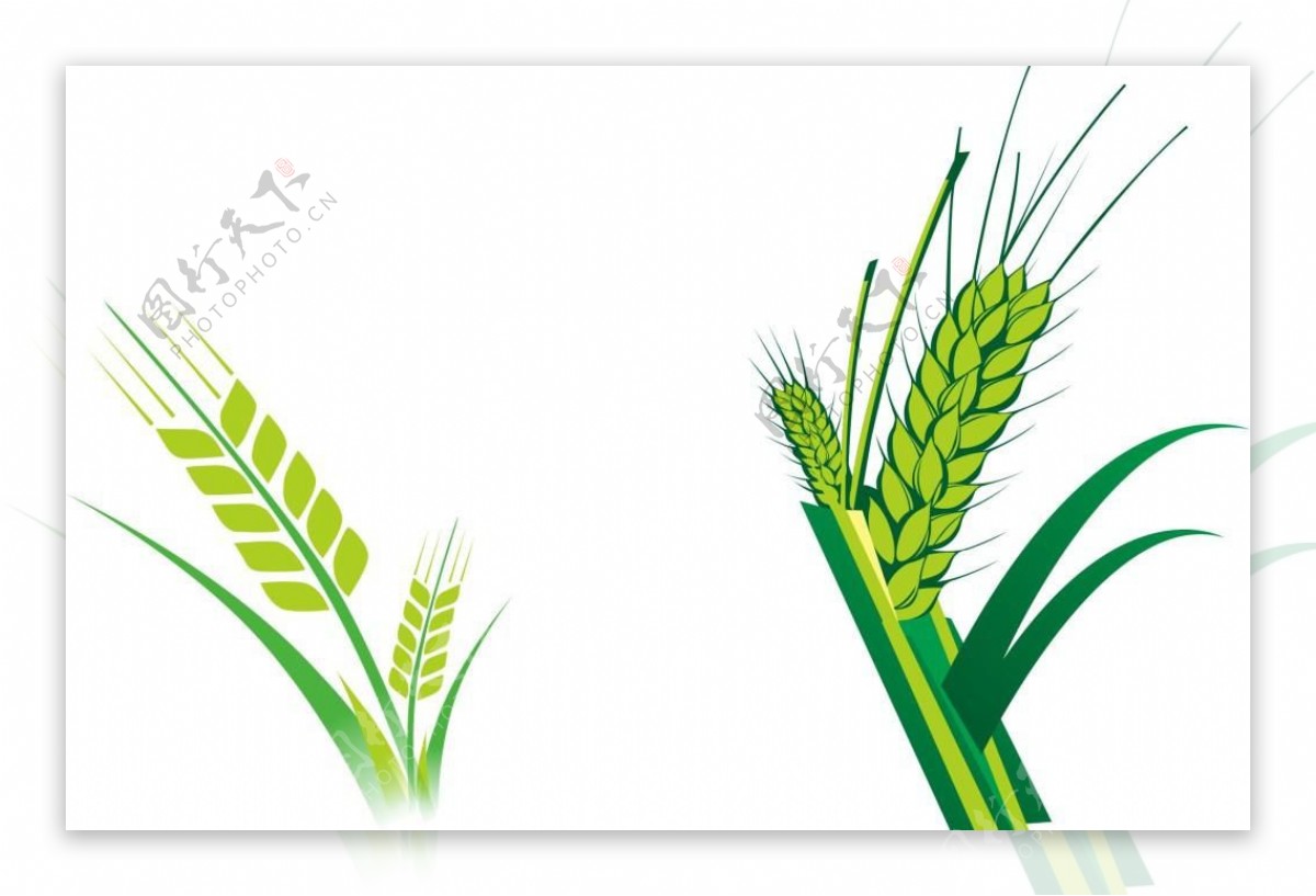 小麦宣传活动模板源文件设计