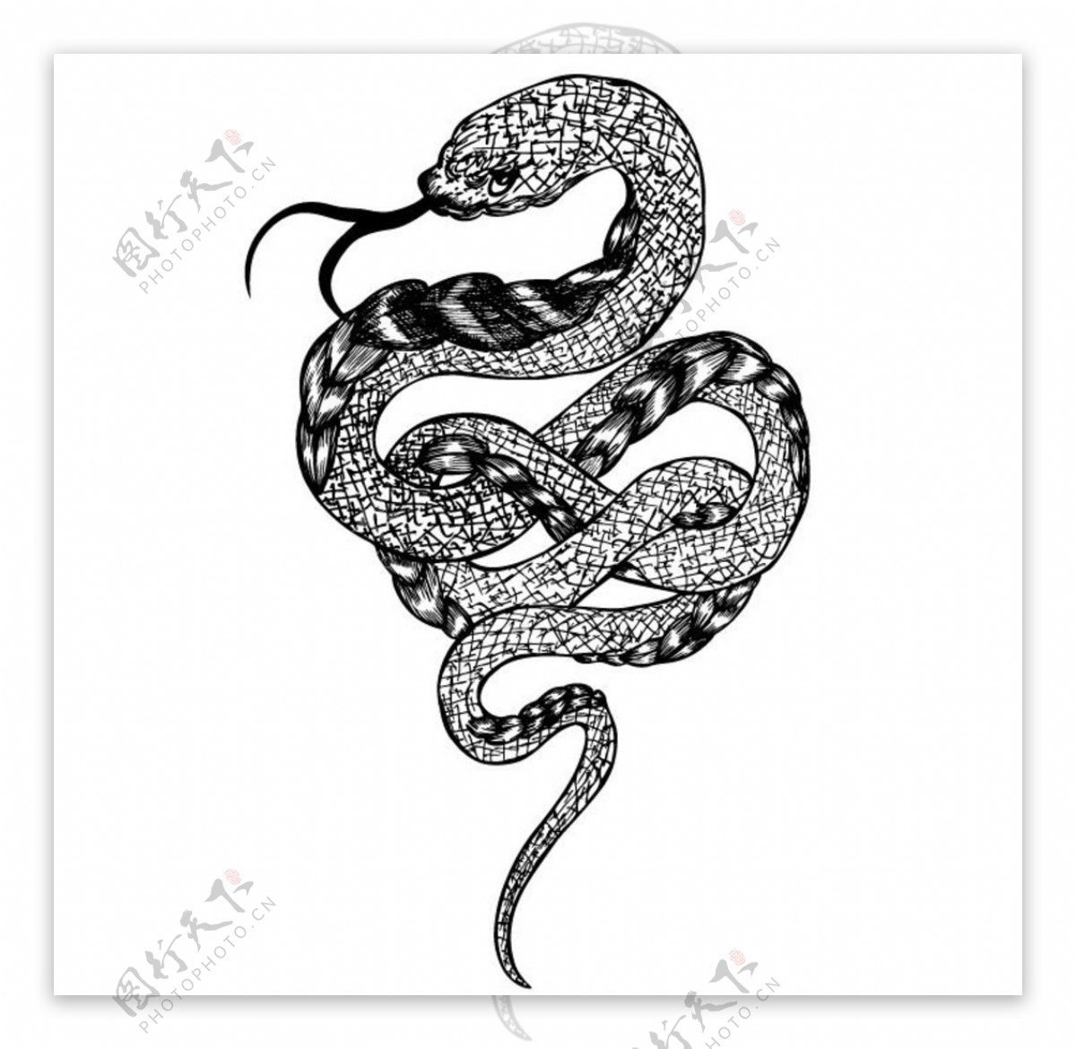 黑白蛇纹身