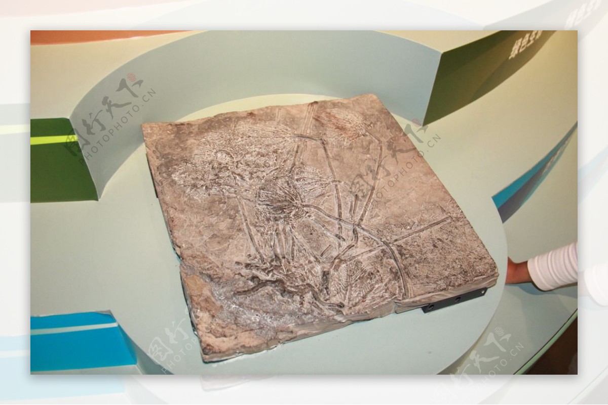 云南省博物馆海百合化石