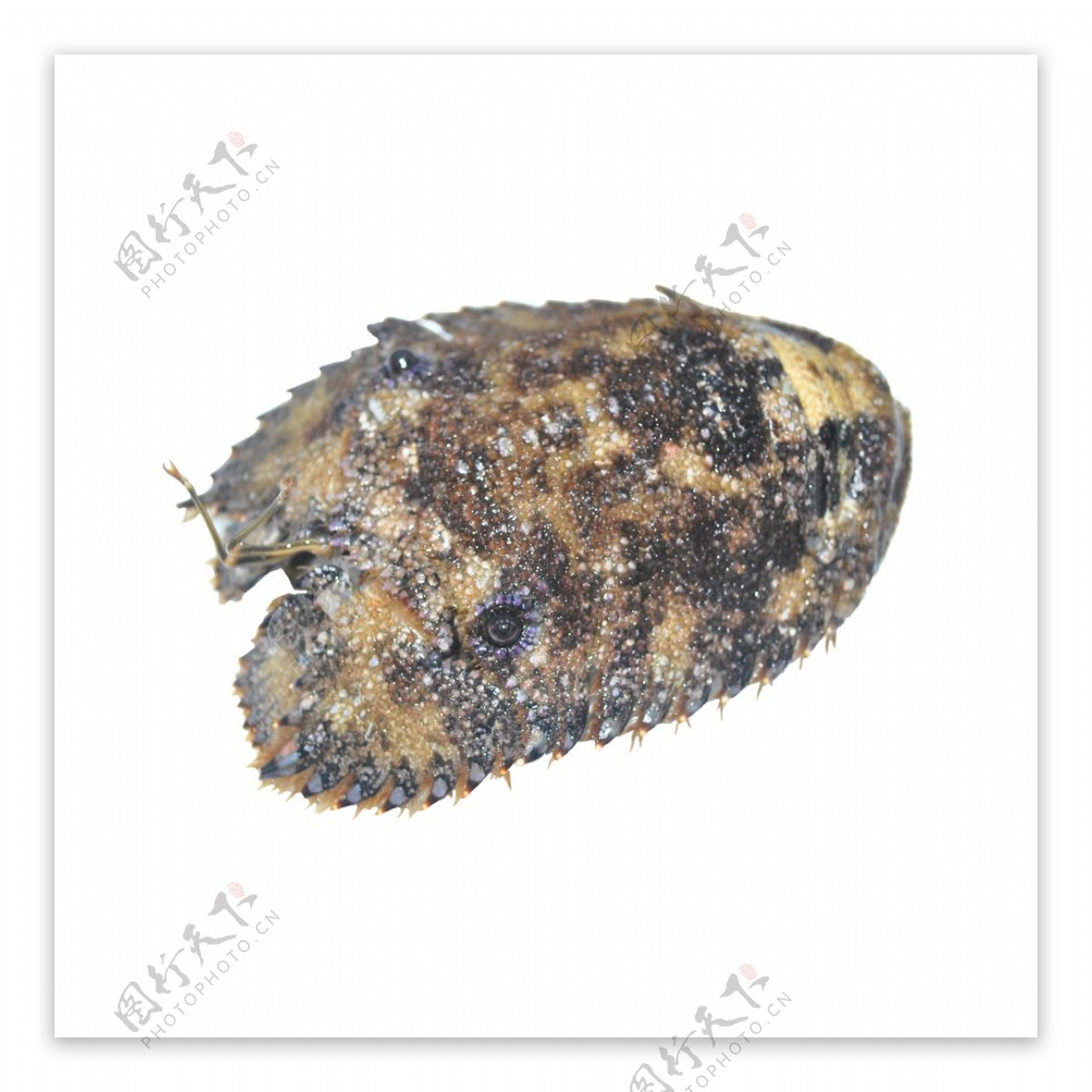 黑琵琶虾