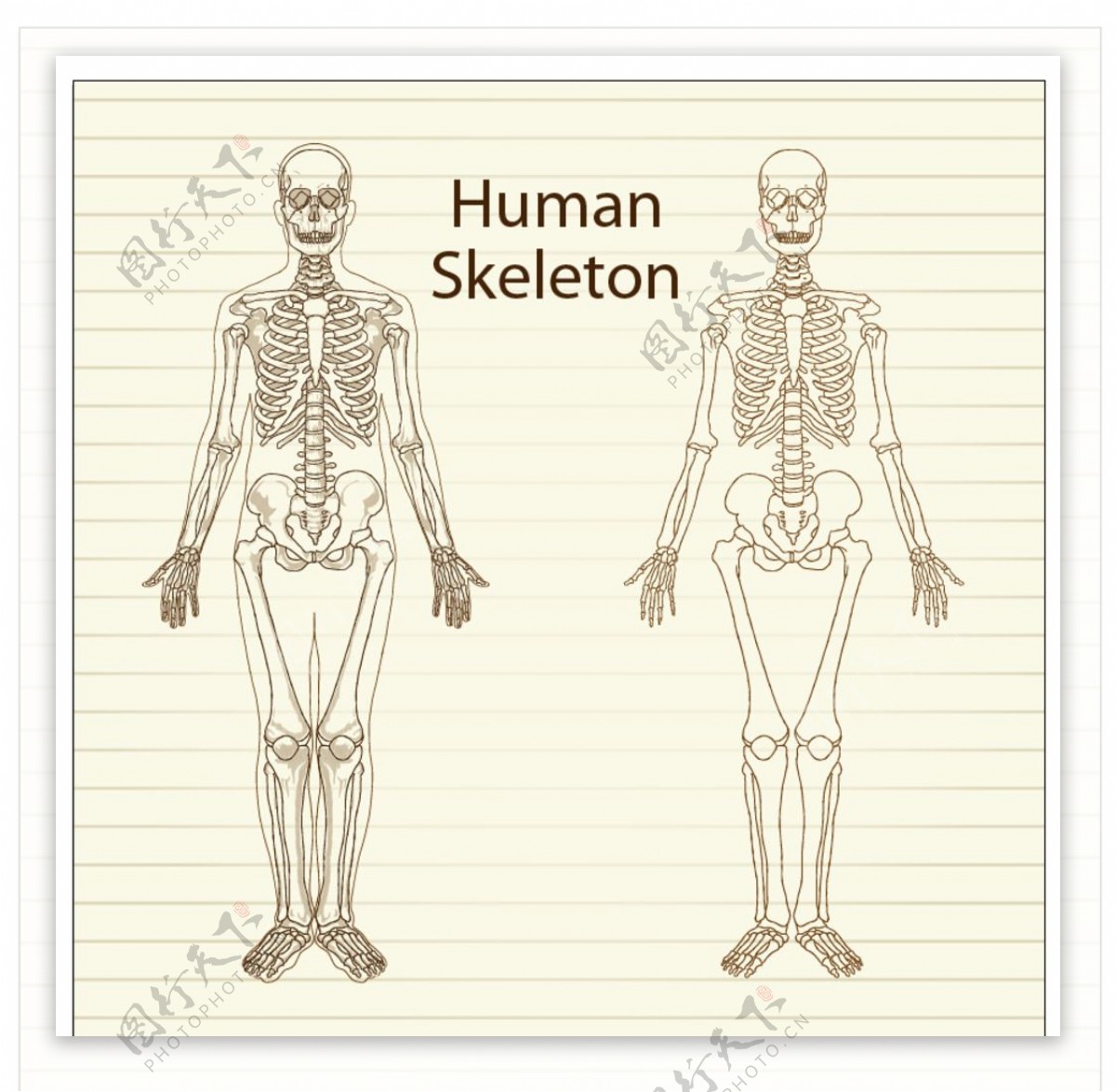 手绘人类骨骼