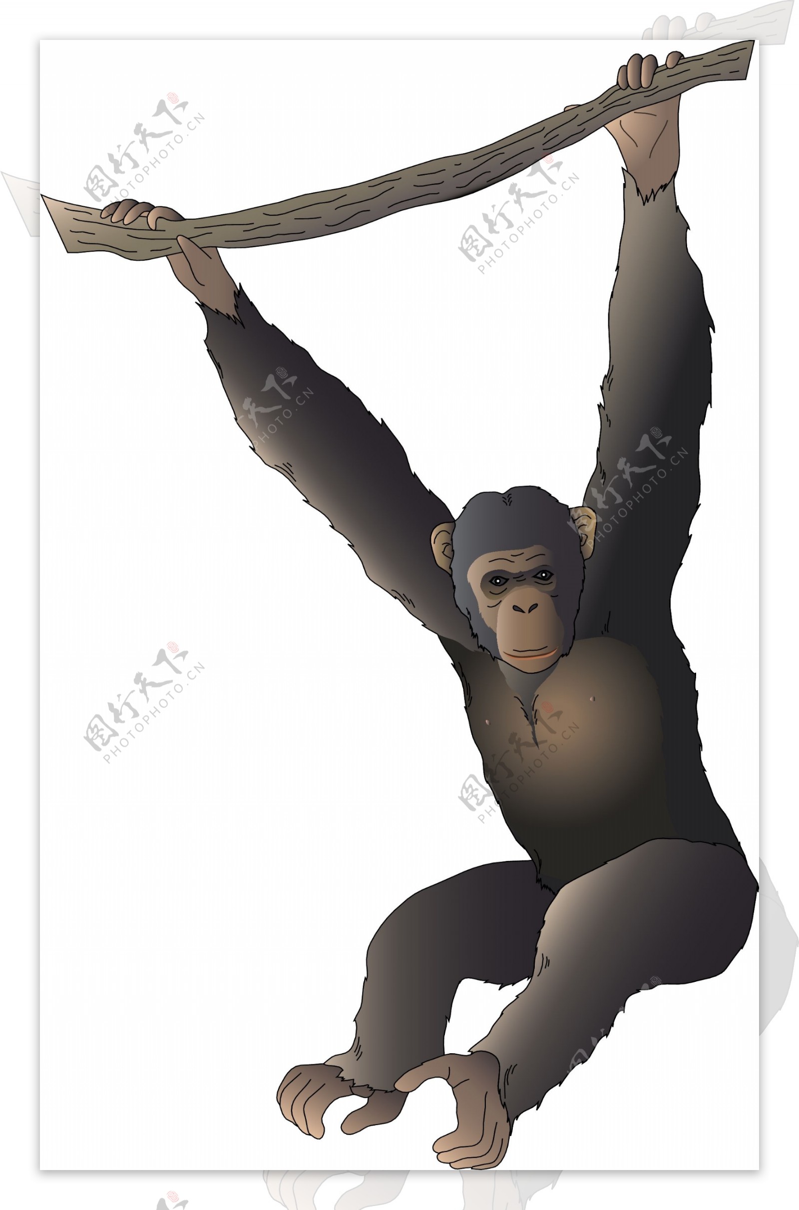 大猩猩特写镜头在树4k动物高清桌面壁纸附近：宽屏：高清晰度：全屏幕