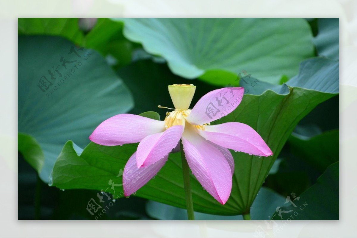 雨露荷花