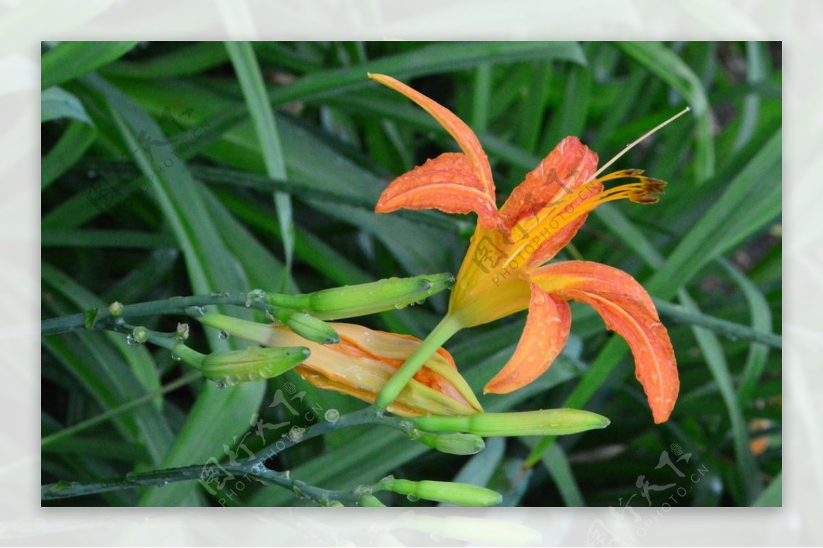 雨露萱草