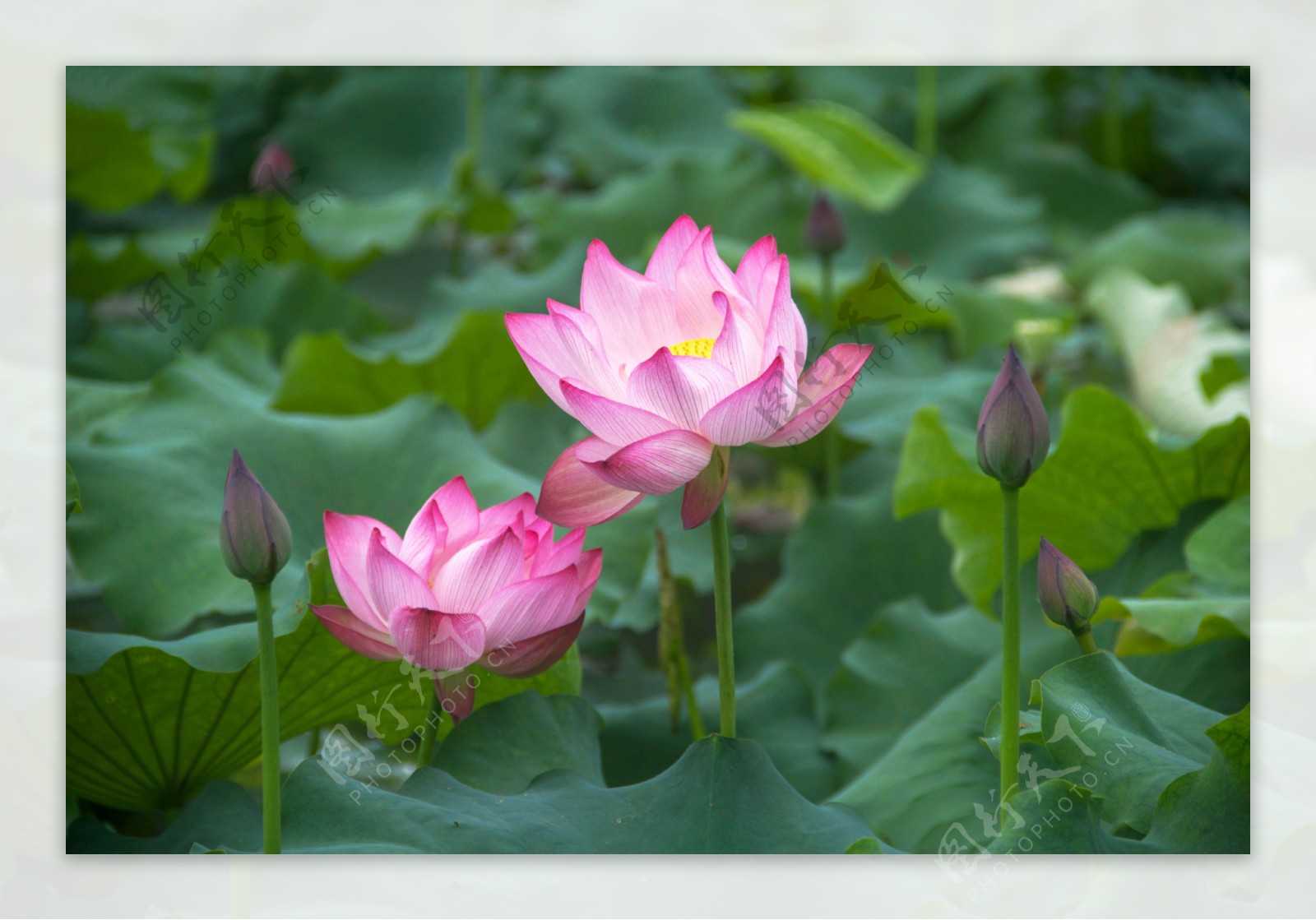 莲花池