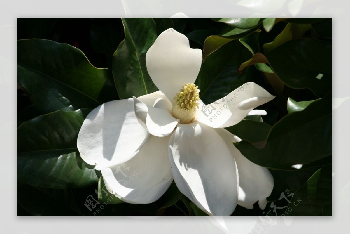白色栀子花