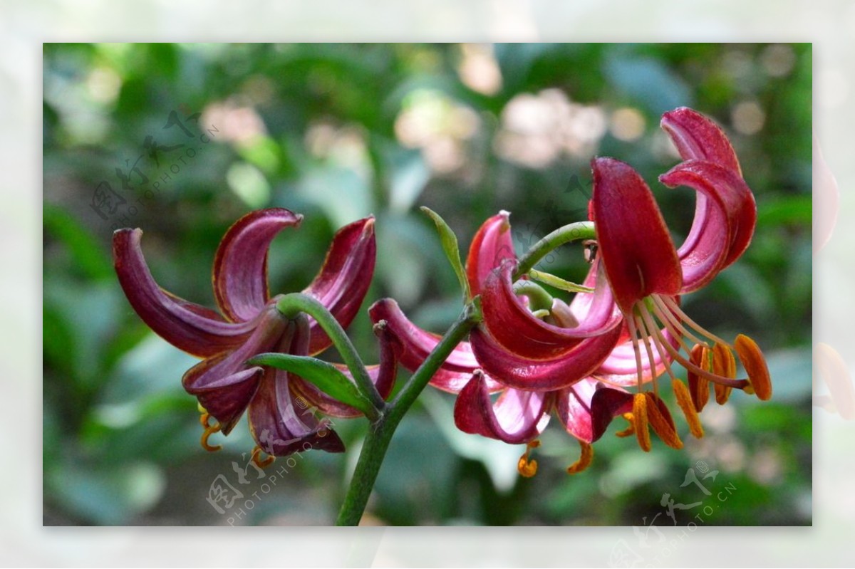 百合花