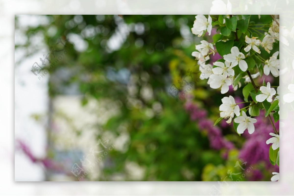 高清春天的白色海棠花