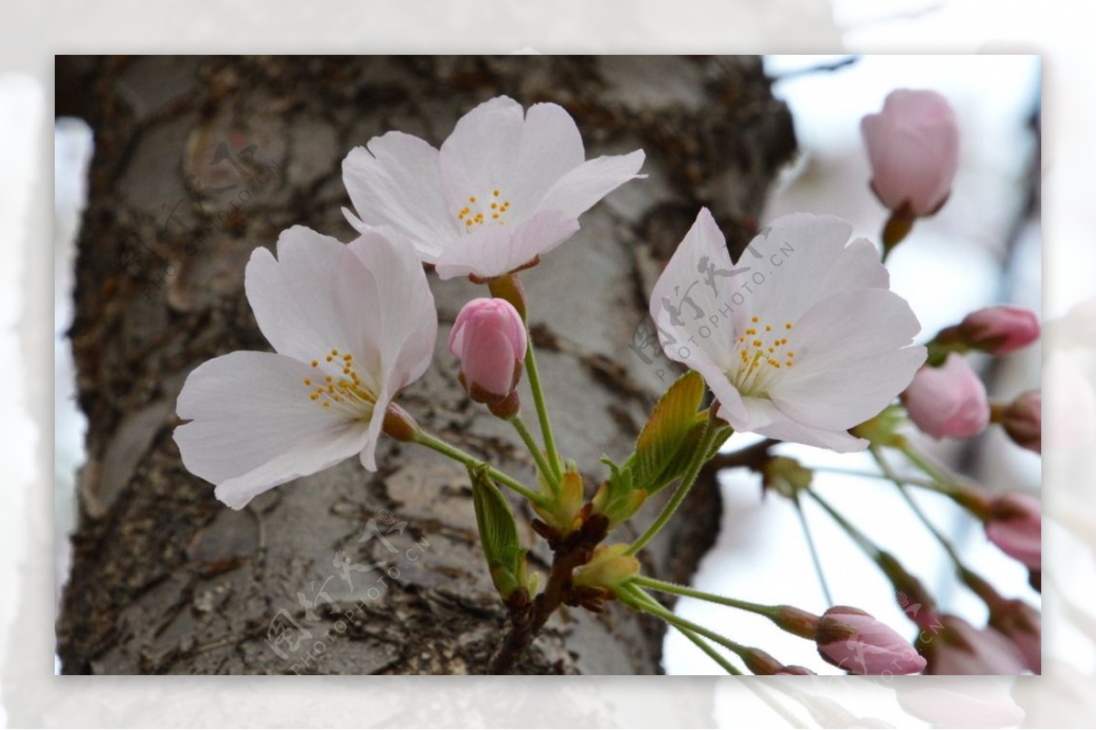 樱花