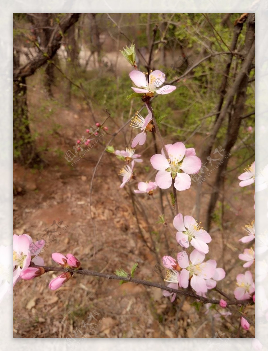 樱桃花