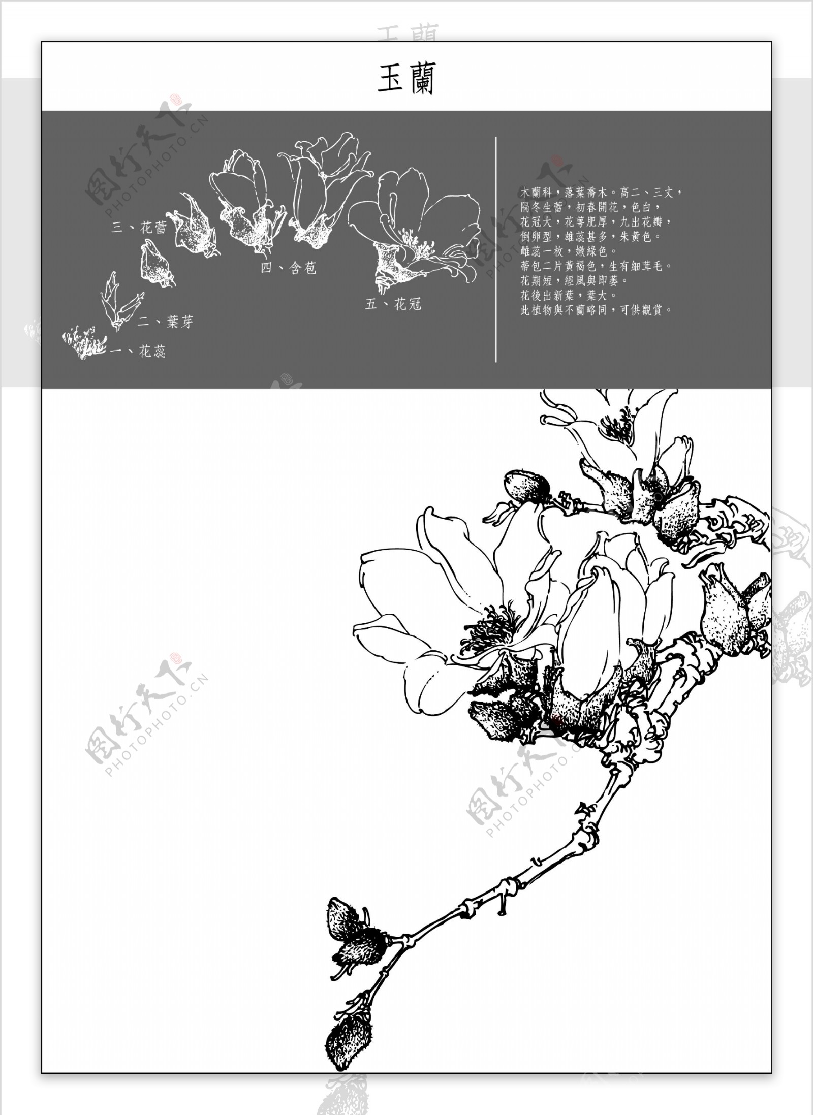 中国工笔画玉兰花