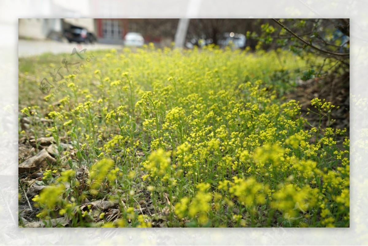 春天黄色野花花丛