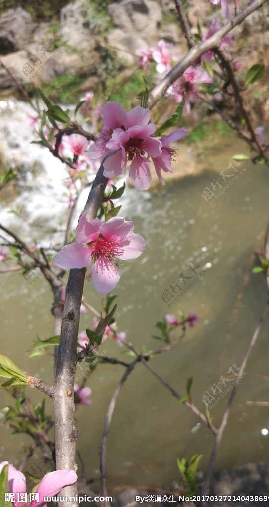 粉色桃花