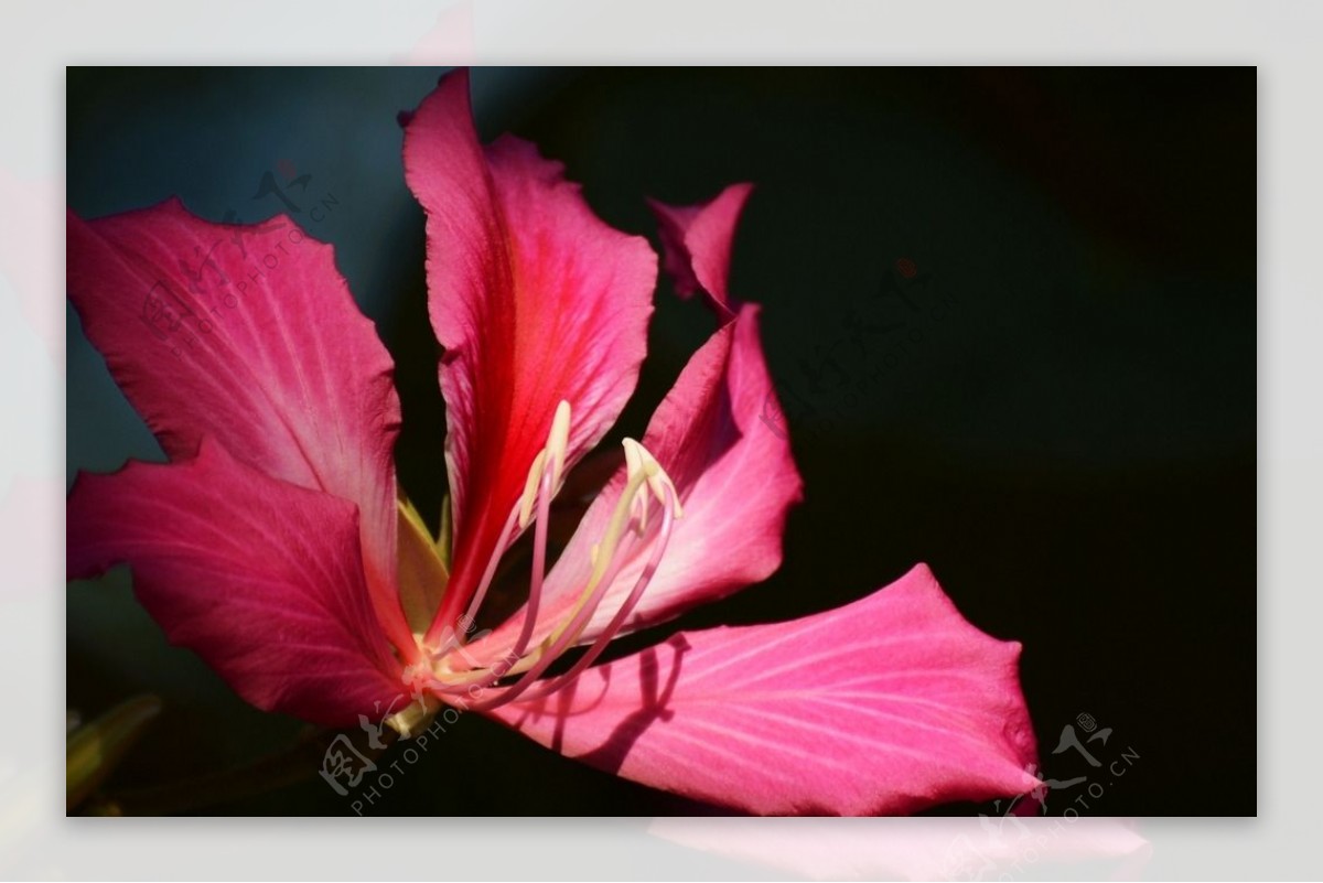 紫荆花摄影