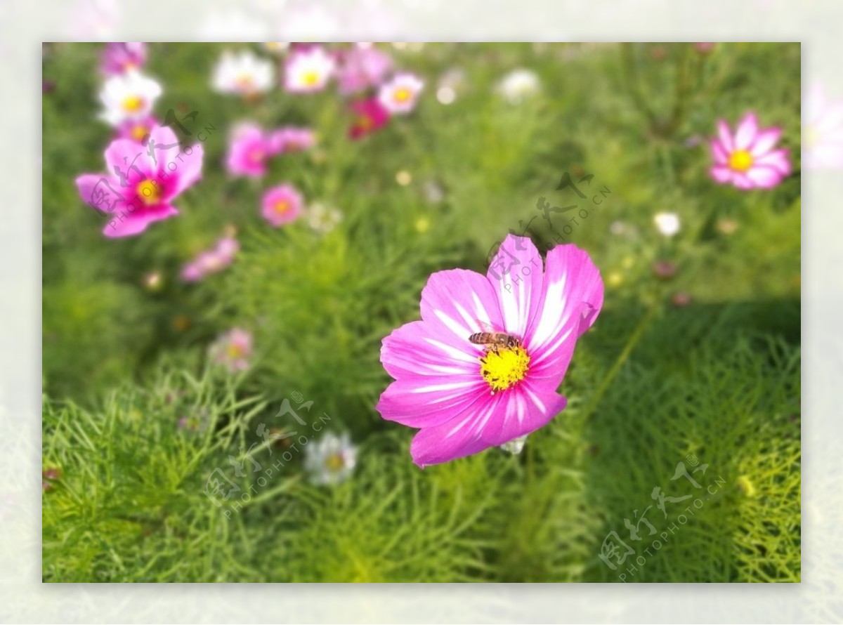 粉色的格桑花和蜜蜂