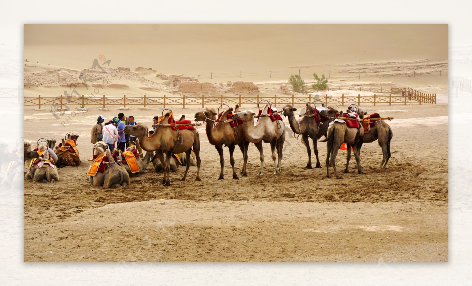 骆驼与沙尘暴
