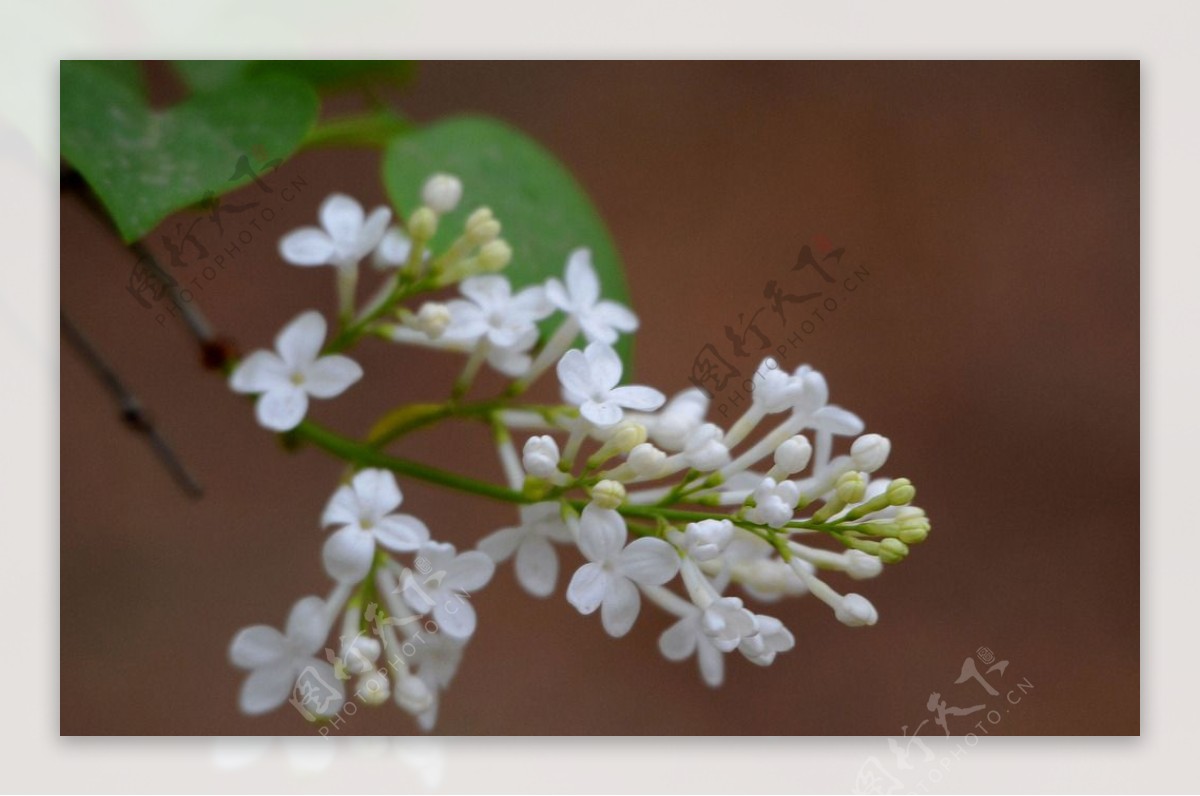 丁香花