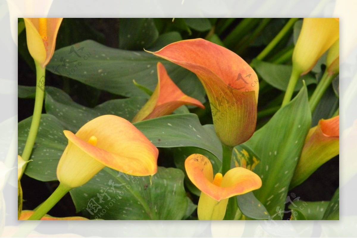 彩色马蹄莲的养殖方法和注意事项 - 花百科