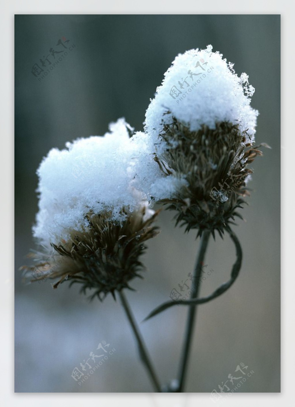 雪花与花草