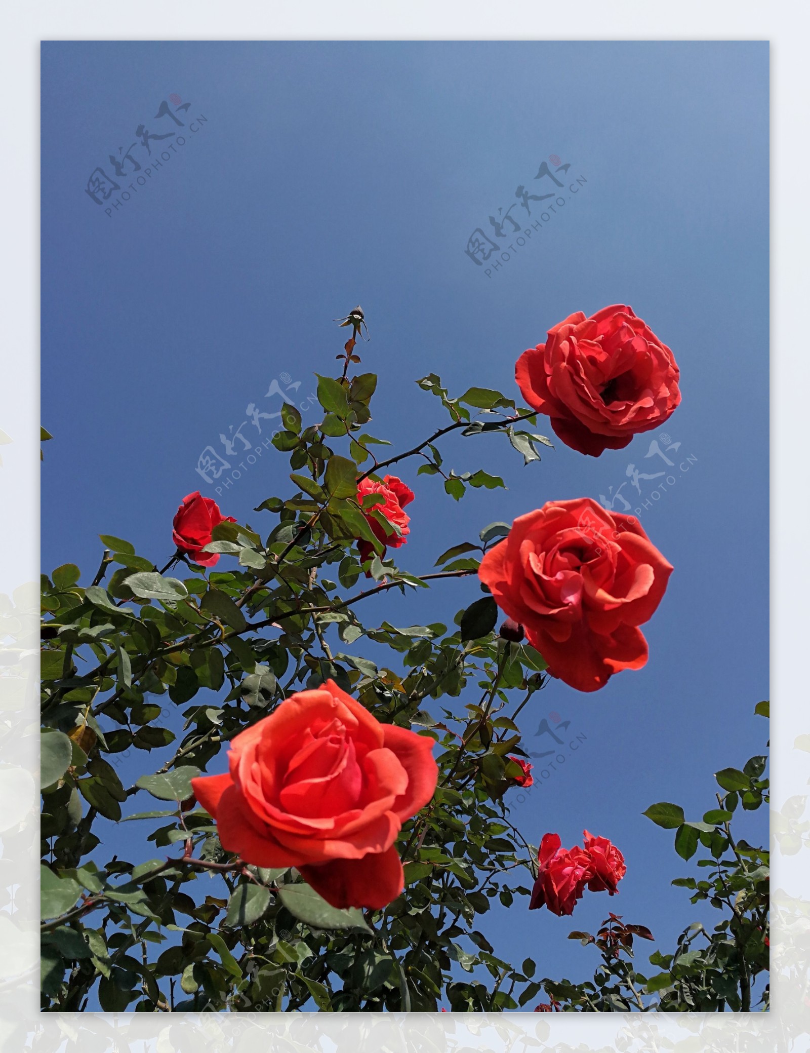红玫瑰1