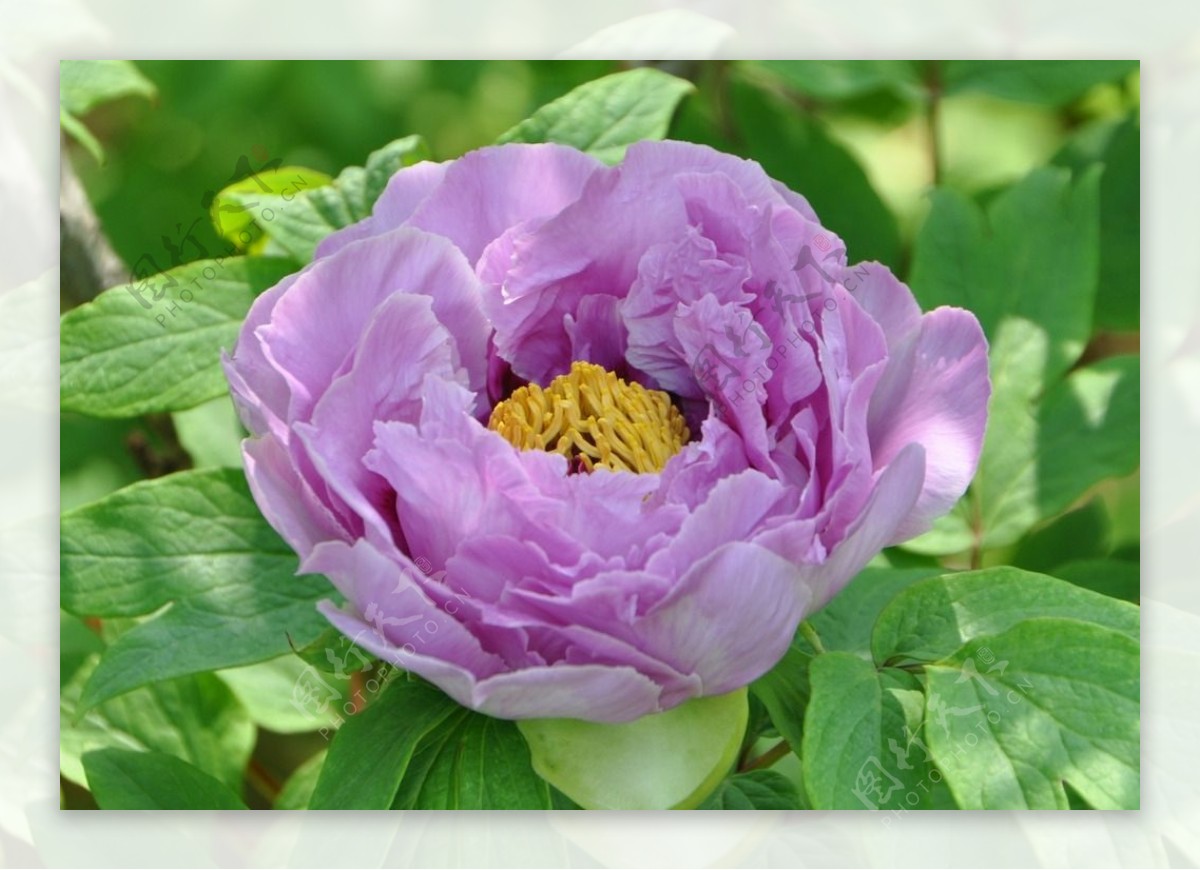 牡丹花花卉鲜花花朵牡丹