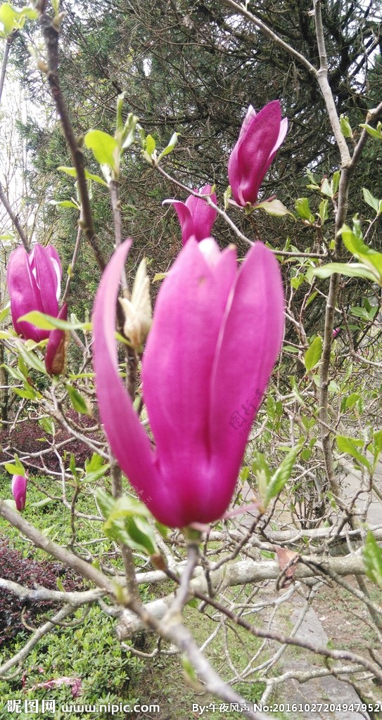 紫色玉兰花