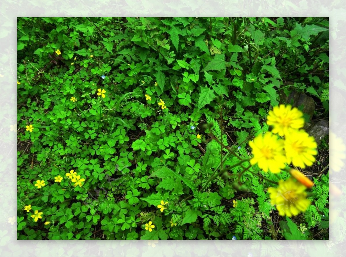 绿叶黄花